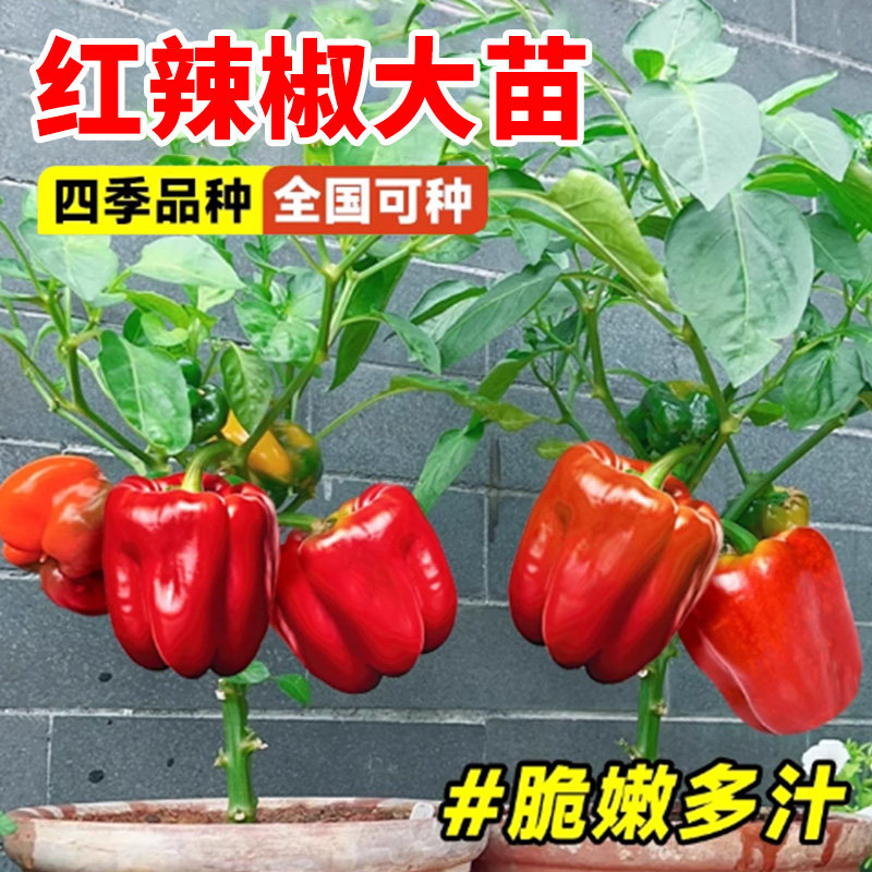 红色水果甜椒苗线椒辣椒秧苗薄皮盆栽四季春季蔬菜苗大全种子孑籽