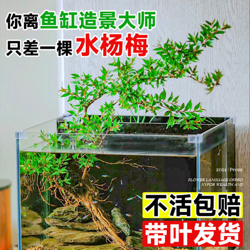 水杨梅植物老桩矮绿植水培原生缸