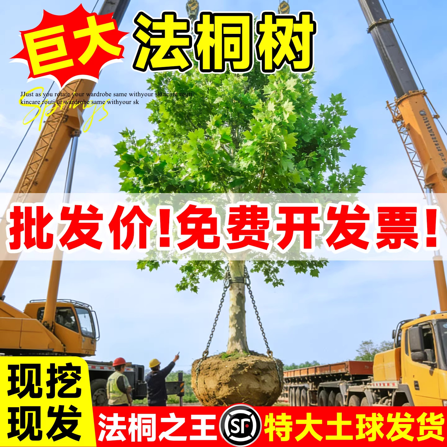 法桐树苗青桐苗法国法桐青皮梧桐泡桐树苗悬铃木高杆行道绿化树木