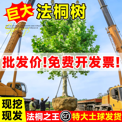 法桐树苗青桐苗法国法桐青皮梧桐