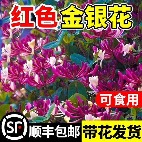红色金银花树苗耐寒冻花卉可食用