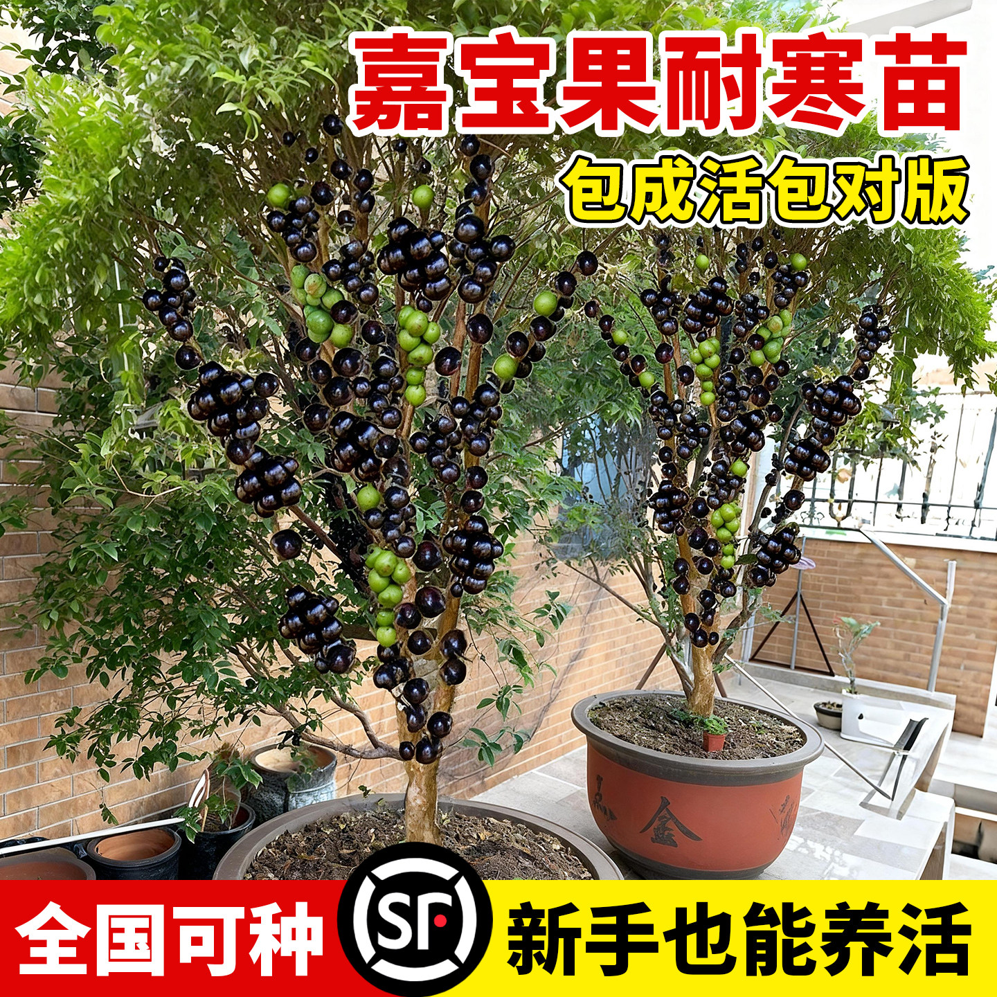 壹植当年结果嘉宝果南北可种图片