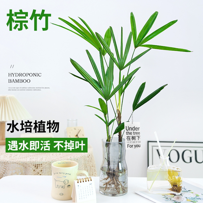 棕竹水培植物盆栽室内办公室绿植