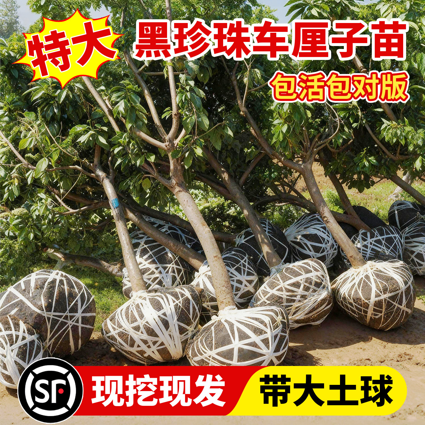 车厘子树苗黑珍珠特大樱桃树盆栽矮化果树南方北方种植果苗带土发,鲜花速递/花卉仿真/绿植园艺,果树,淘宝优惠券,粉丝福利购,淘宝优惠卷