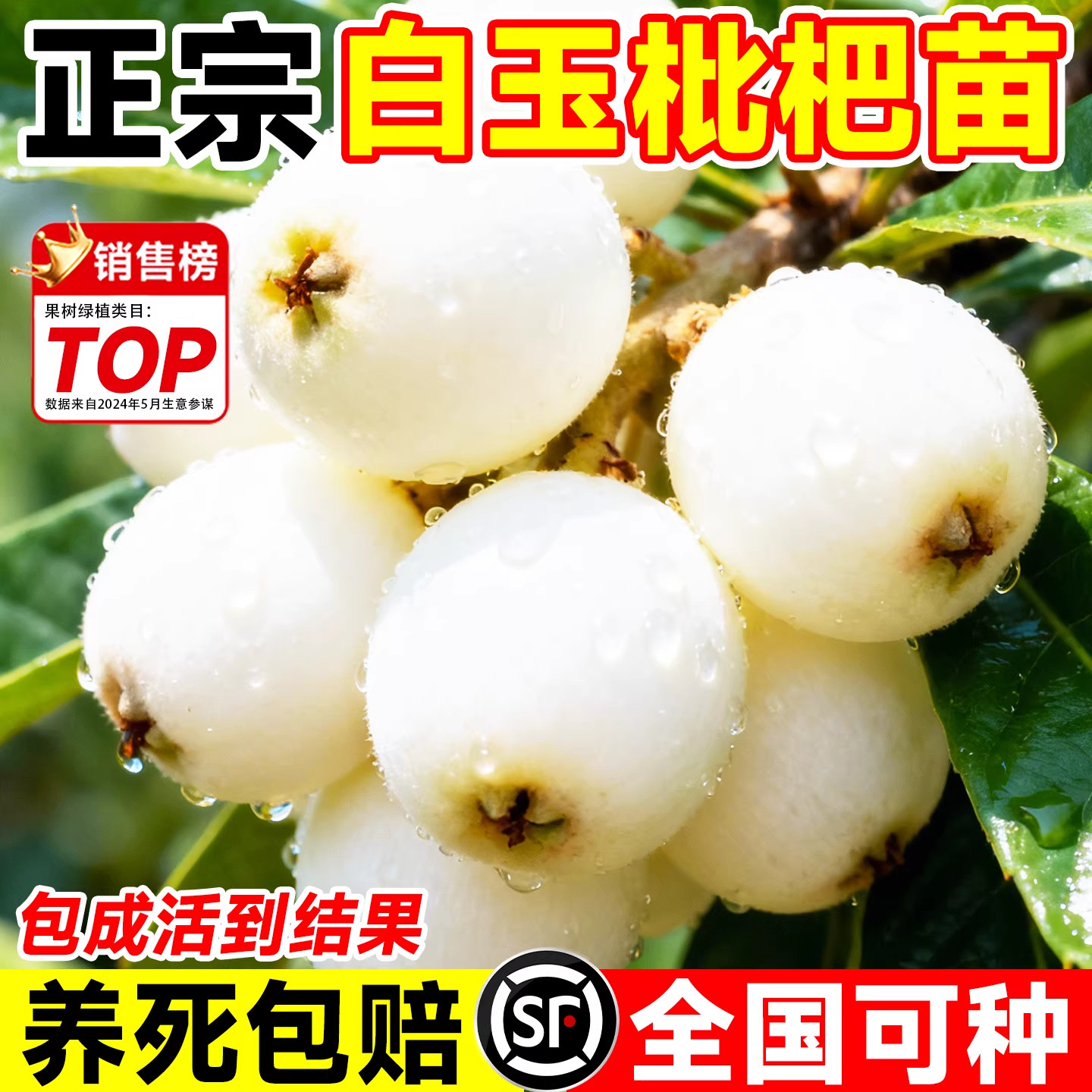 白玉枇杷树苗果苗盆栽早钟大五枇杷苗树水果树苗嫁接南北方种植