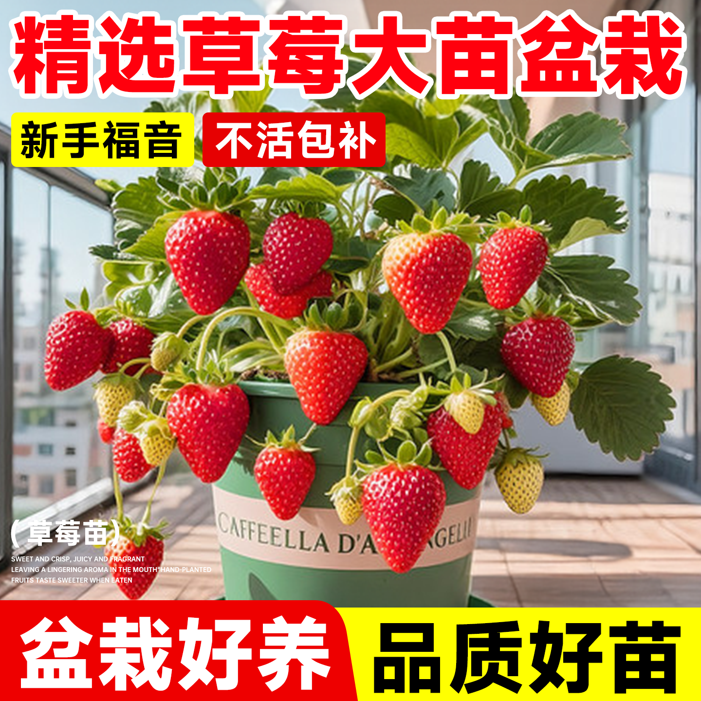 草莓苗阳台盆栽四季结果南北种植