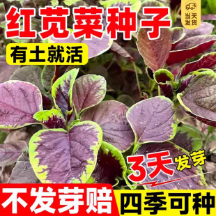 种植家庭阳台盆栽秧苗老品种蔬菜种子孑 苋菜种籽红苋种子大全四季