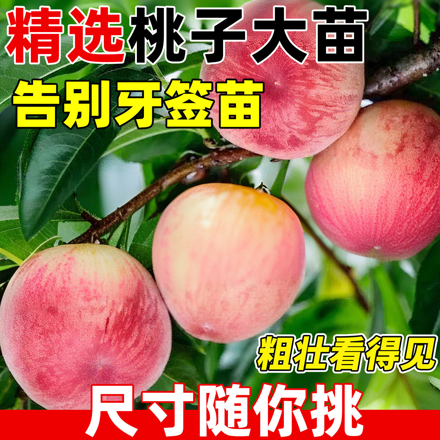 早熟水蜜桃树苗嫁接大苗庭院种植图片