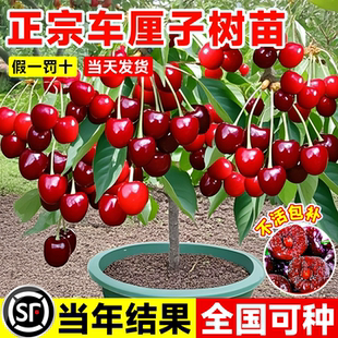 车厘子树苗特大正宗矮化嫁接庭院耐寒南北方种植盆栽地栽果树果苗