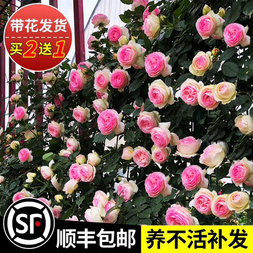 1米8大苗蔷薇花苗庭院盆栽玫瑰