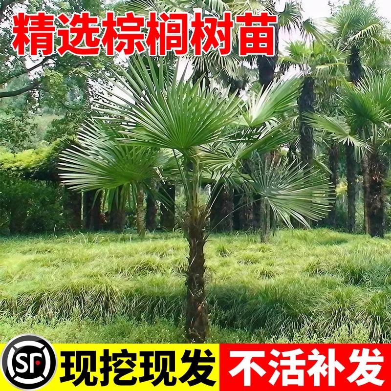 棕榈树盆栽大扇子庭院热带