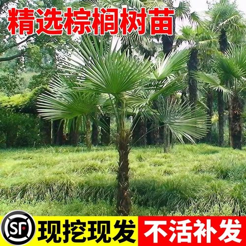 棕榈树盆栽大扇子庭院热带