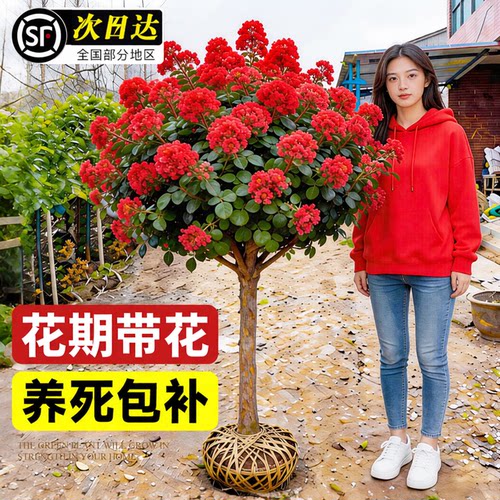 红火球紫薇花树苗盆栽百日红花卉