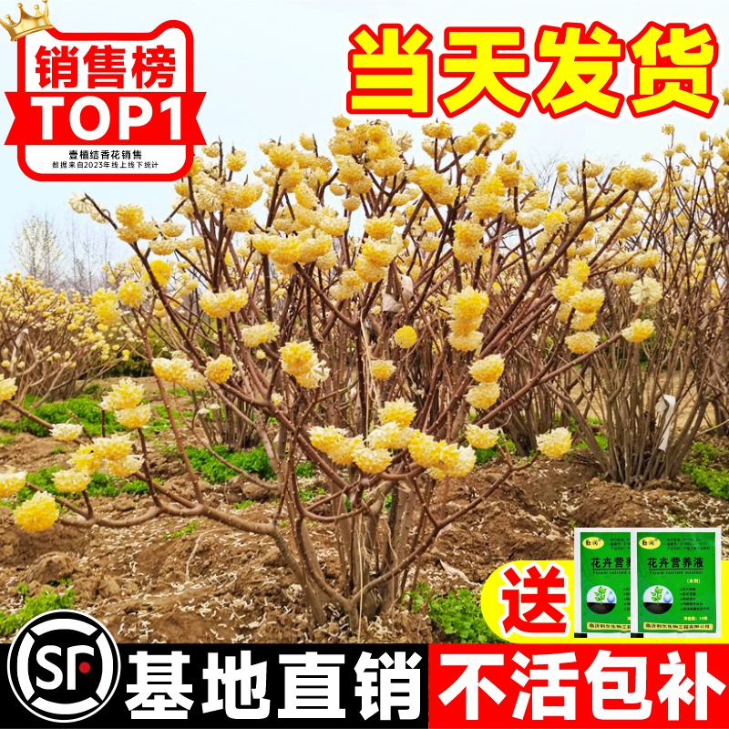 结香花树苗盆栽庭院别墅节香花卉植物梦花树苗室外风景大树绿化苗,鲜花速递/花卉仿真/绿植园艺,观叶 /花灌木,淘宝优惠券,粉丝福利购,淘宝优惠卷