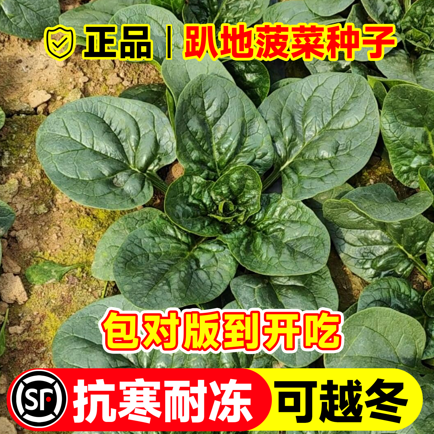 趴地菠菜种子耐寒高产抗病抗虫
