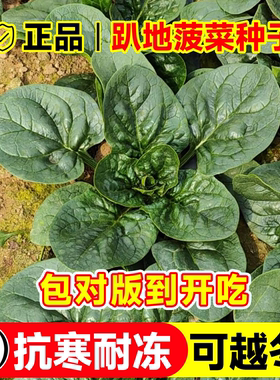 趴地菠菜种子大叶小叶四季秋播越冬耐寒高产红根菠菜种籽蔬菜种子