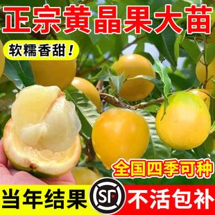 黄晶果树果苗黄金果苗久蜜冬蜜早熟盆栽嫁接四季当年结果南北方种