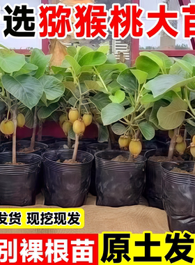 嫁接猕猴桃树果苗红心软枣徐香嫁接雌雄同株耐寒特大南北种植果树