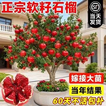 石榴树树苗突尼斯软籽无籽蒙阳红