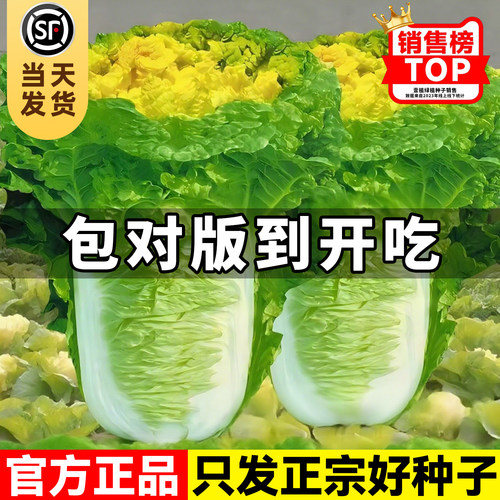 早熟北京小杂56白菜种子
