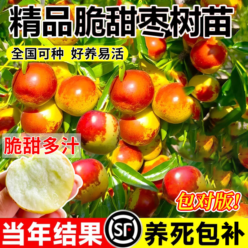 枣树果苗大枣超甜带土球南北方沾化冬枣大树矮化嫁接苗超甜特大号