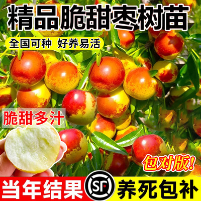 枣树活苗大超甜带土球南北