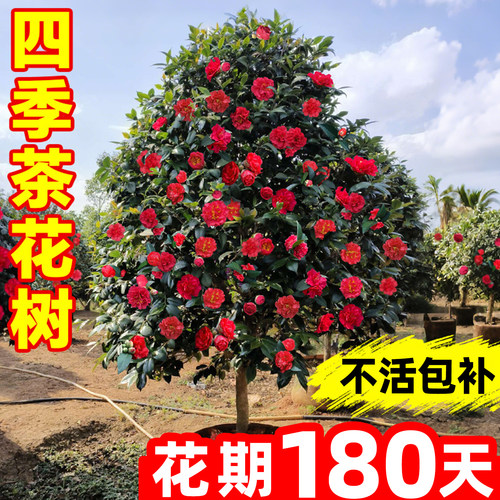 山茶花树苗香妃四季开花特大号