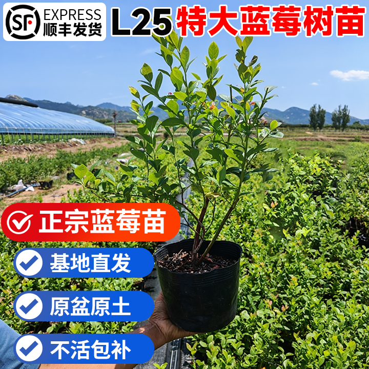 蓝莓树果苗盆栽特大L25蓝莓室内阳台地栽耐寒当年结果南北方种植,鲜花速递/花卉仿真/绿植园艺,果树,淘宝优惠券,粉丝福利购,淘宝优惠卷