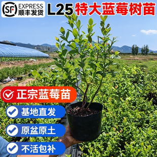 蓝莓树果苗盆栽特大L25蓝莓室内阳台地栽耐寒当年结果南北方种植