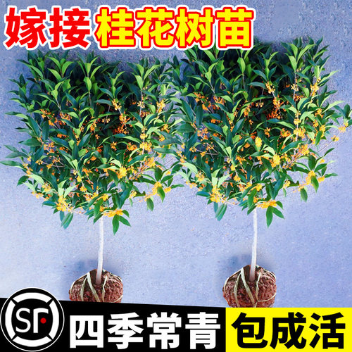 室内盆栽桂花树苗嫁接矮化开花
