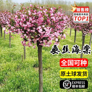 海棠花树苗高杆庭院室外地栽西府海棠垂丝海棠树大型花卉多季开