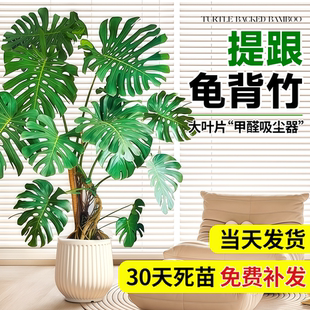 龜背竹客廳大盆栽室內大葉開背老樁提根辦公室落地好養大型綠植物