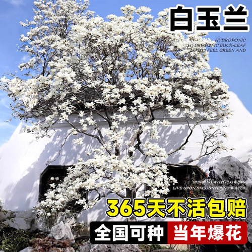 白玉兰树苗带花苞庭院大树