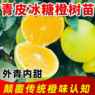 青皮冰糖橙苗浓甜无籽橙子蜂糖血橙盆栽地栽南方北方庭院种植果苗