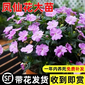 凤仙花花苗盆栽重瓣茶花染指甲花草种籽阳台花卉秋冬室内室外绿植