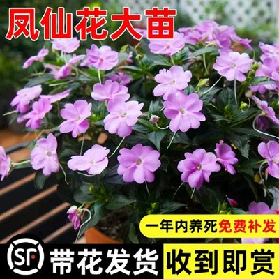 凤仙花花苗盆栽重瓣茶花阳台花卉