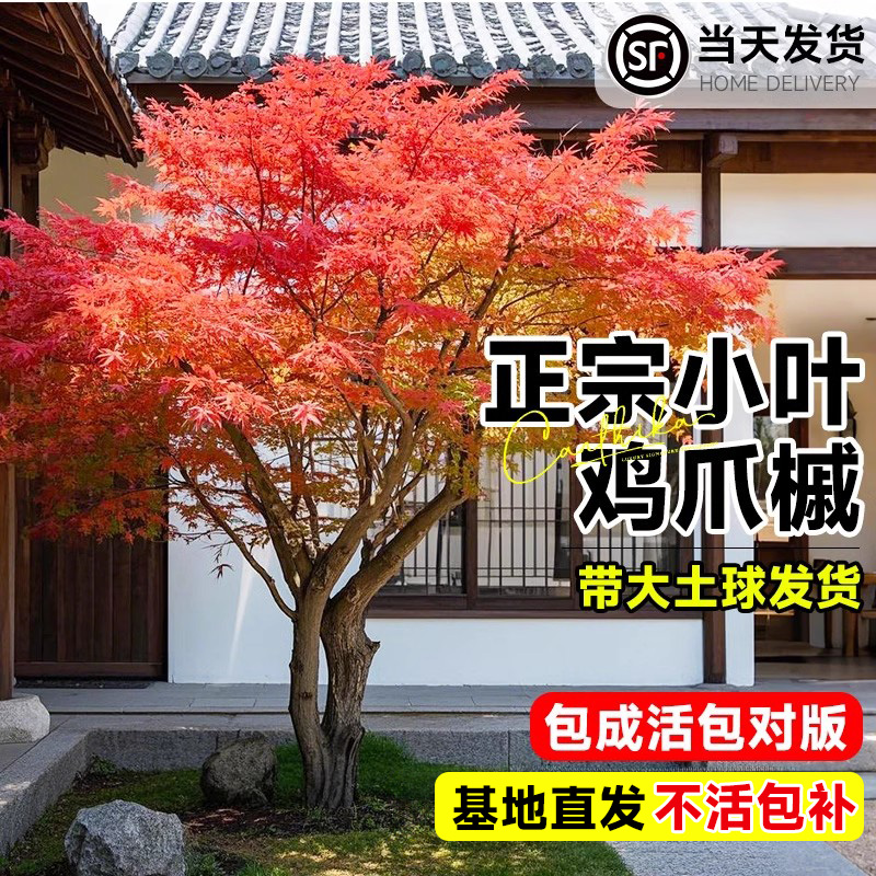 原生小叶鸡爪槭树苗正宗枫树苗园林庭院盆栽