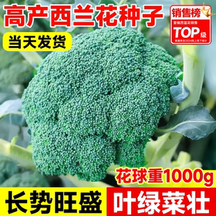 西兰花种子有机花菜种子西兰苔种家庭阳台种植蔬菜种子春秋季菜籽