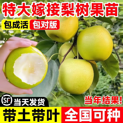 梨树果苗嫁接苗秋月梨冰糖雪梨