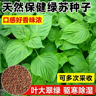 天然保健绿苏种子四季食用香味浓郁口感好双面大叶白苏籽阳台盆栽