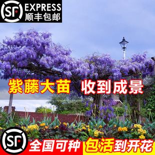 开花老桩重瓣盆栽爬藤植物室内庭院耐寒耐冻花卉绿植 紫藤树苗四季