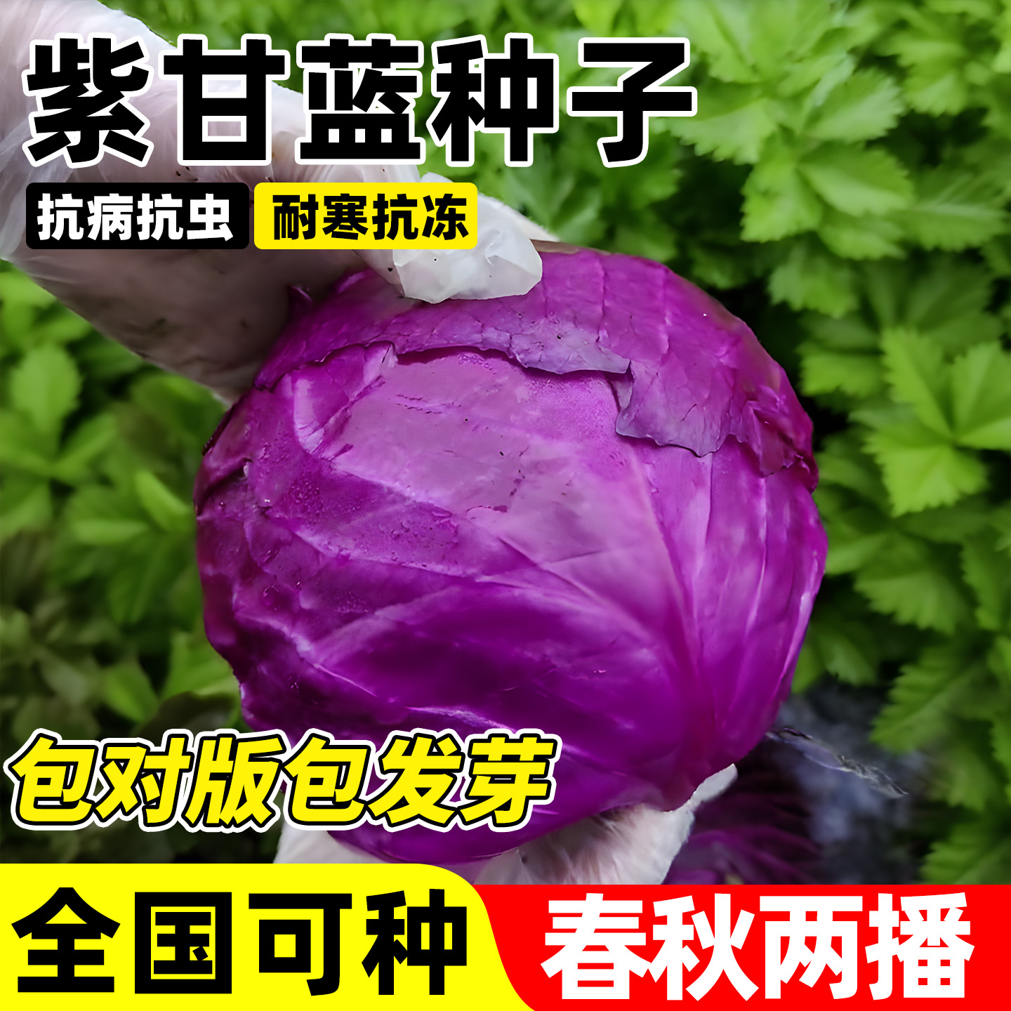 紫甘蓝菜种子有机耐寒紫包菜