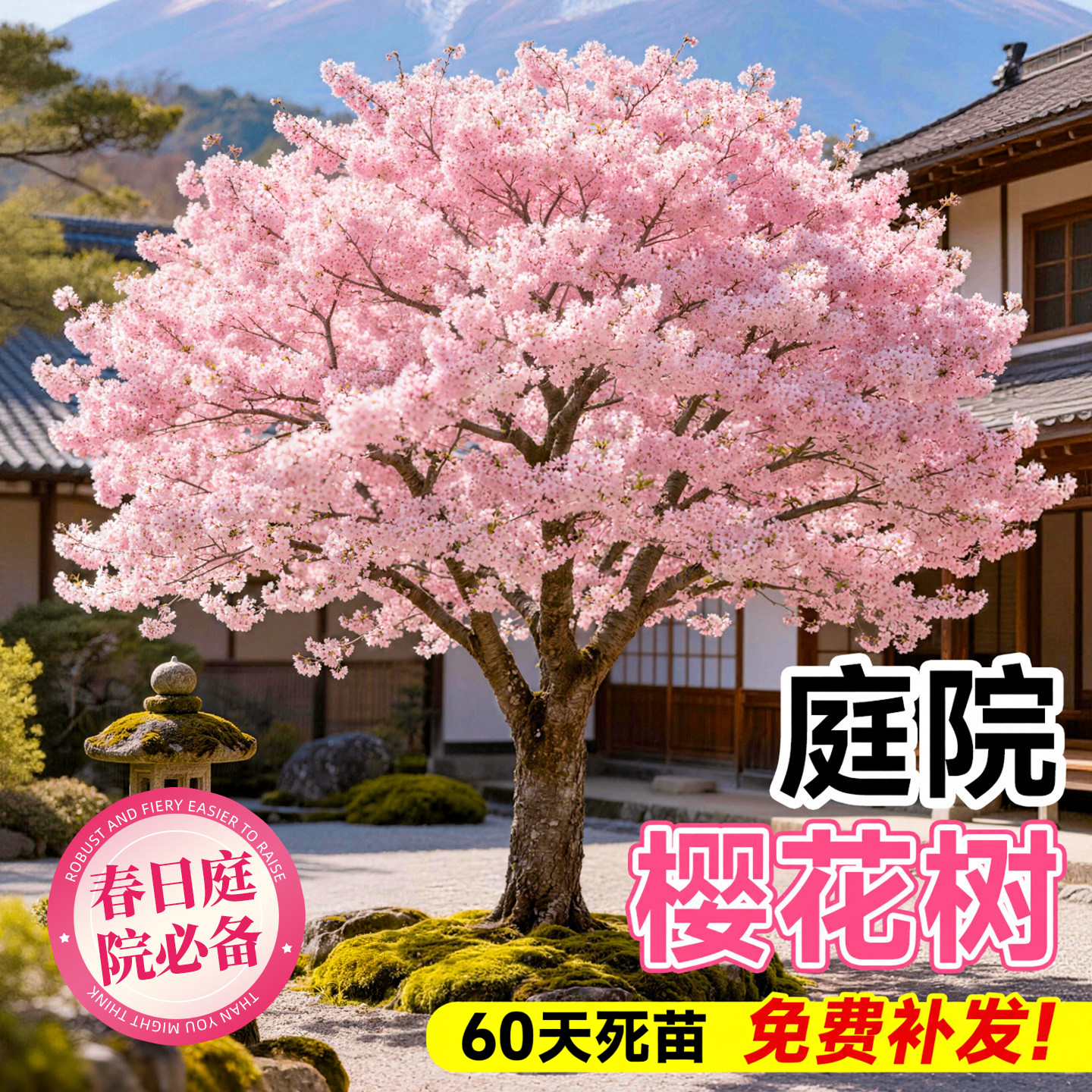 樱花树苗日本樱花苗庭院盆栽地栽南北方种植当年开花公园绿化苗木