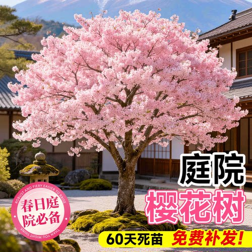 樱花树苗日本樱花苗庭院盆栽地栽