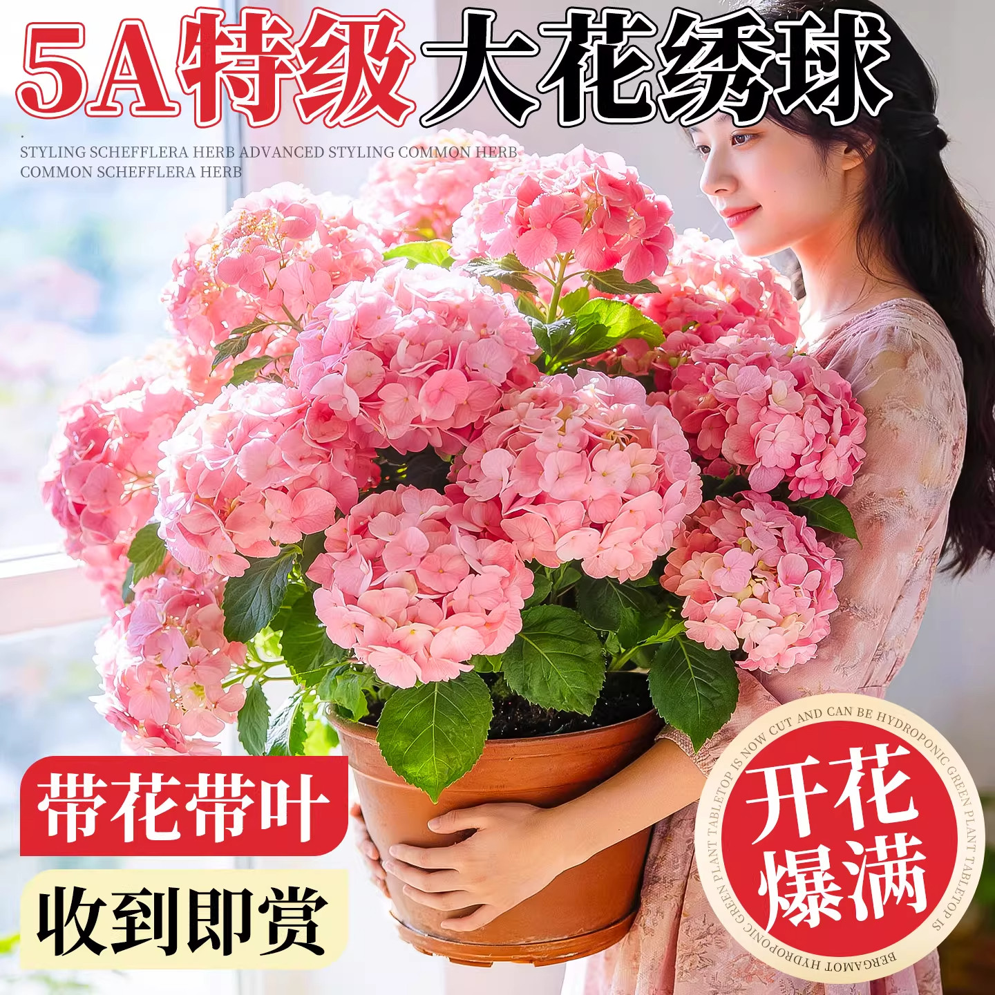 绣球花盆栽带花苞无尽夏花苗花卉四季鲜花阳台庭院室内绿植物开花