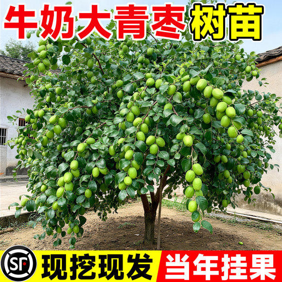 牛奶大青枣树活苗大枣超甜带土球特大号耐寒南北方四季可种果树苗