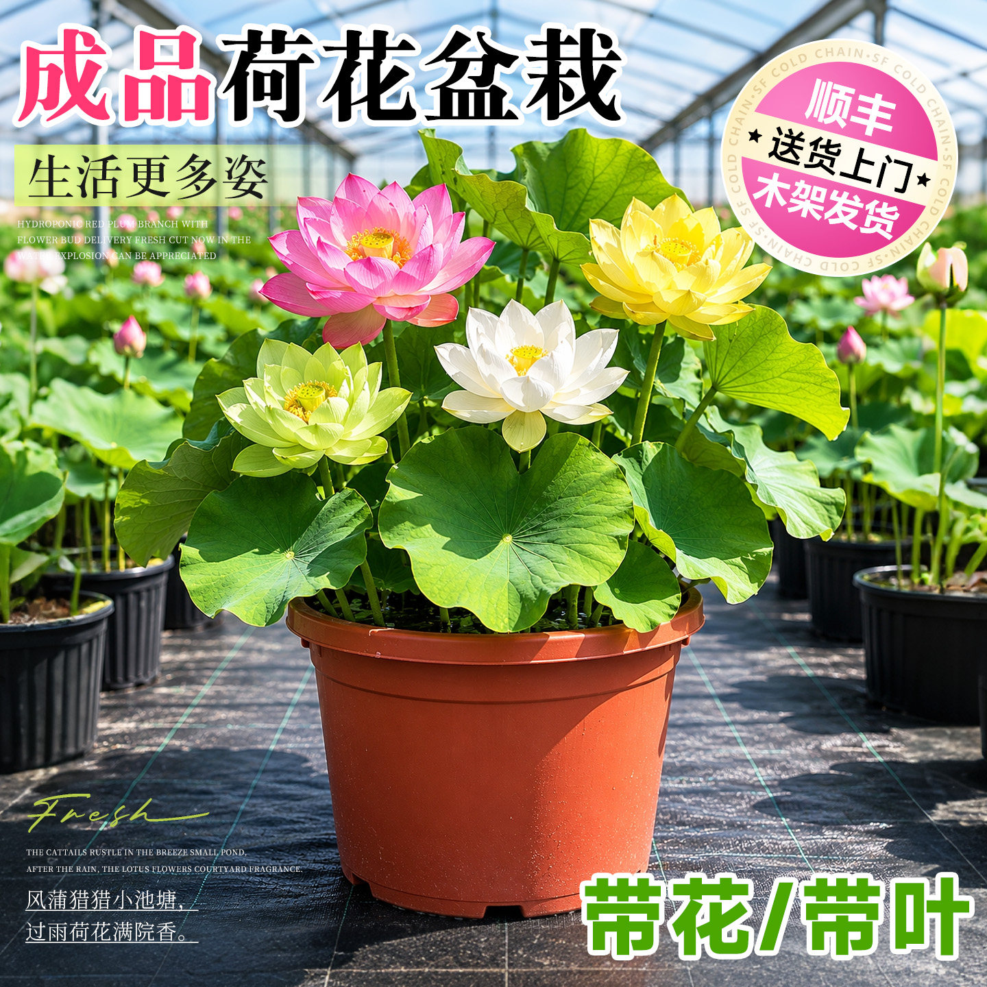 庭院荷花盆栽水养带花苞观赏藕种苗四季缸栽池塘碗莲睡莲水培植物