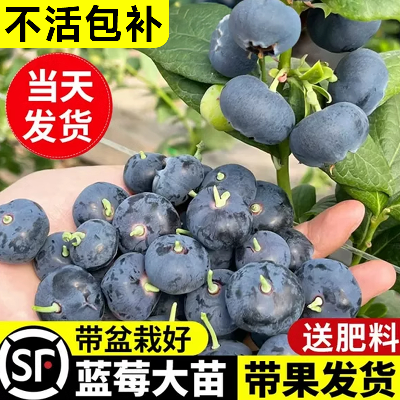 蓝莓树盆栽带果发货特大号f6老桩庭院阳台南北方种植四季果树苗,鲜花速递/花卉仿真/绿植园艺,果树,淘宝优惠券,粉丝福利购,淘宝优惠卷