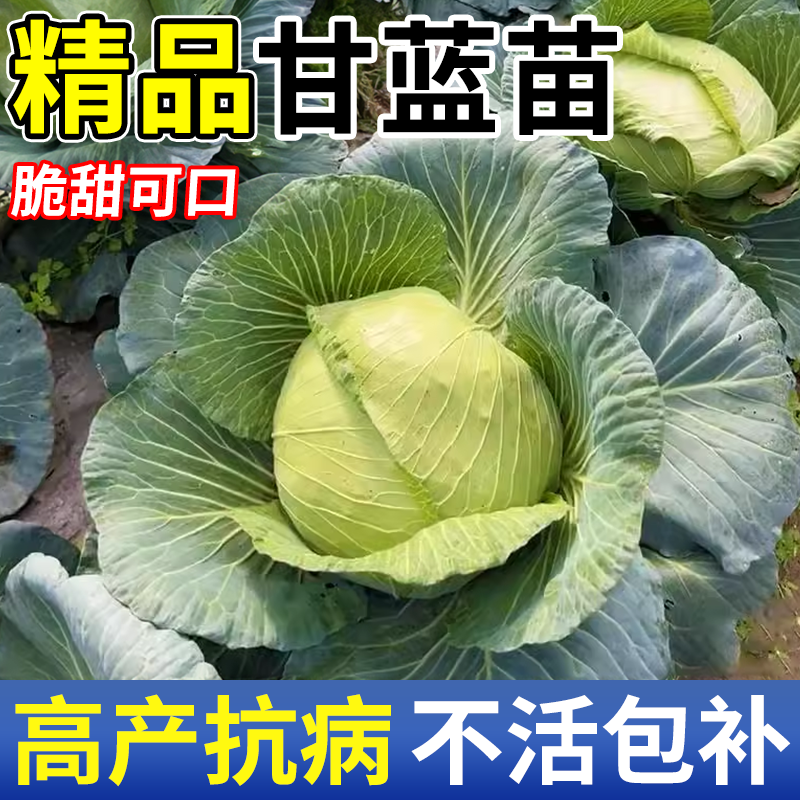 甘蓝苗秧苗牛心紫卷心包菜蔬菜苗
