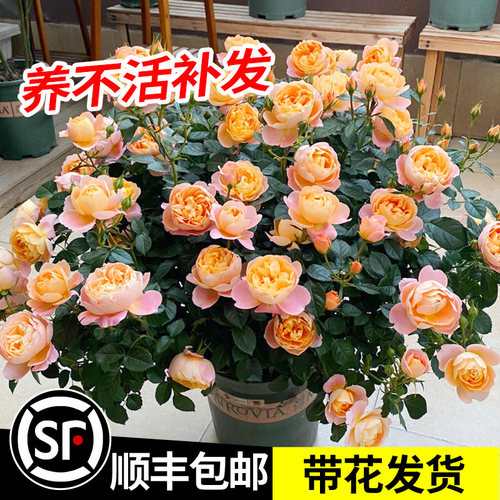 果汁阳台月季盆栽大花苗四季开花